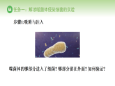 冀少版八年级生物下册 第六单元 第二章 生物的遗传和变异 第二节 遗传物质——DNA（案例一）（课件）