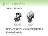 冀少版八年级生物下册 第六单元 第三章 生命的起源与生物的进化 第四节 人类的起源（课件）