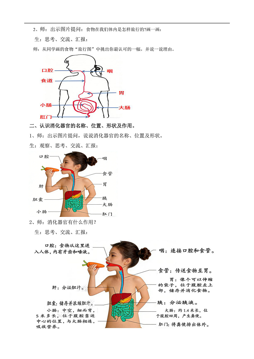 苏教版小学科学三年级下册第五单元《19人的消化器官》教案第2页