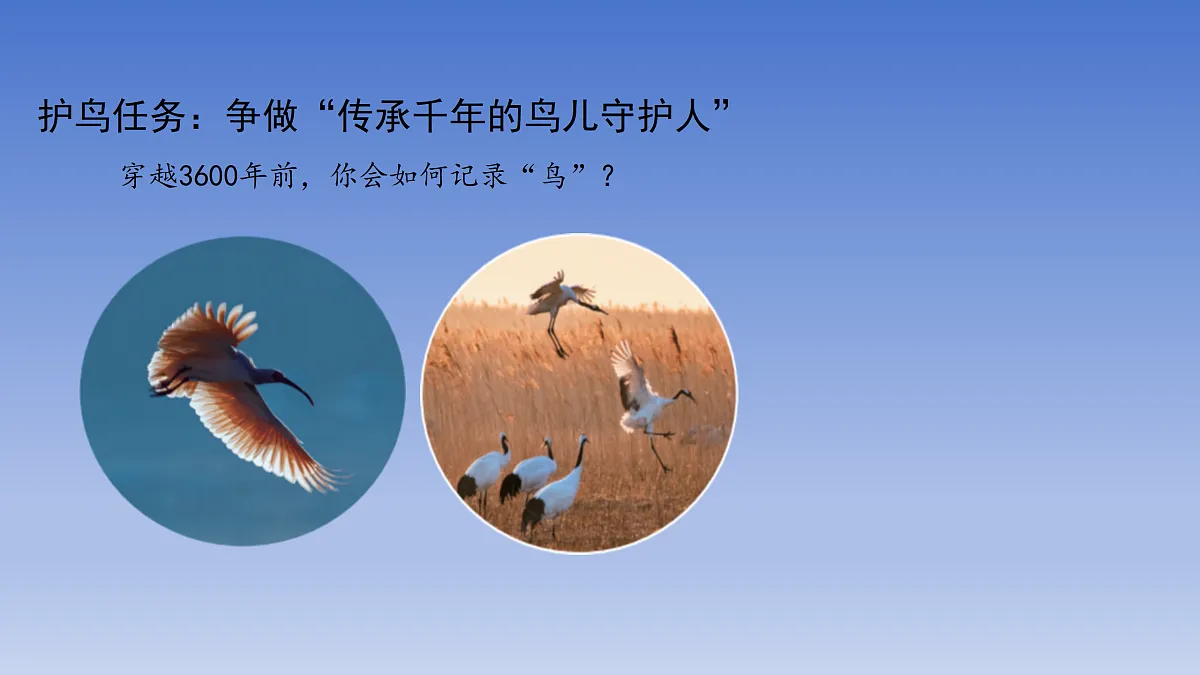 第11课 自由飞翔之鸟第3页