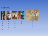2026春岭南版美术七年级下册第16课  有凤来仪课件+教案（表格式）