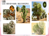 11.沙漠中的植物 小学科学 苏教版（2024） 三年级下册 课件
