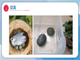 （2026）11动物生存需要什么（课件）科学二年级下册（苏教版2024）