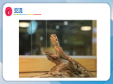 （2026）11动物生存需要什么（课件）科学二年级下册（苏教版2024）