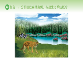 北师大版八年级生物下册 第8单元 第20章 生态系统及其稳定性 第2节 生态系统的组成（课件）