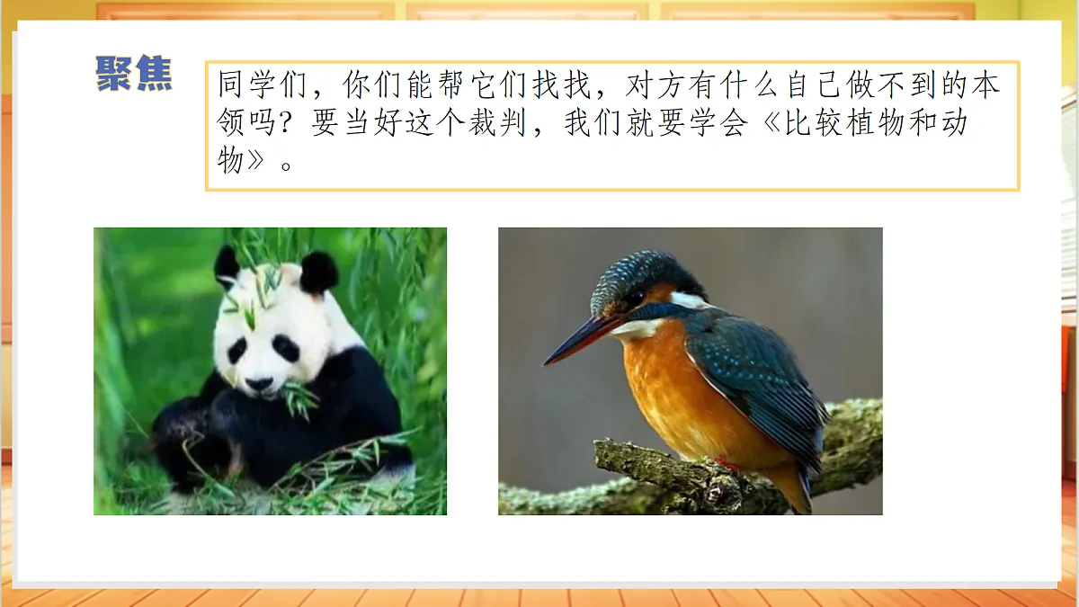 1.3+比较植物和动物（教学课件）科学冀人版一年级下册（新教材）第7页