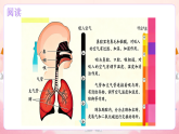 17人的呼吸器官 小学科学 苏教版（2024） 三年级下册 课件