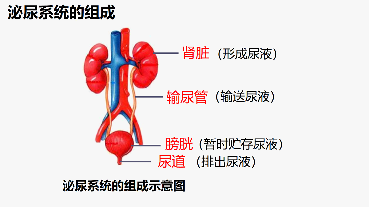 17995443第8页