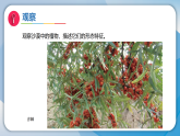 11沙漠中的植物（课件）科学三年级下册（苏教版2024）