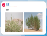 11沙漠中的植物（课件）科学三年级下册（苏教版2024）