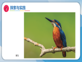 2鸟与昆虫（课件）科学三年级下册（粤教科技版2024）