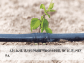 13珍惜水资源（课件）科学三年级下册（粤教科技版2024）