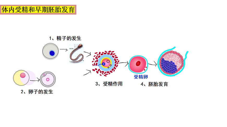 第2章细胞工程 第3节胚胎工程1第6页
