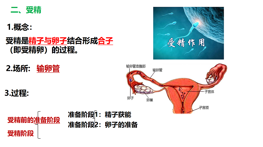 第2章细胞工程 第3节胚胎工程1第7页