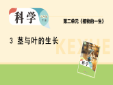 2.3.茎与叶的生长 课件 2025-2026学年大象版三年级科学下册