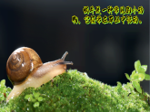 11设计蜗牛的“家”（课件）科学二年级下册（粤教科技版2024）