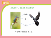 2.鸟与昆虫（课件）2025-2026学年粤教粤科版三年级科学下册