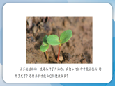 4播种发芽（课件）科学三年级下册（人教鄂教版2024）