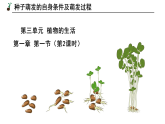 3.1.1.2种子的萌发（第2课时）【课件】——2026年初中生物七年级下册人教版