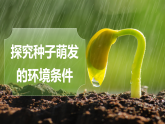3.1.1.1种子的萌发（第1课时）【课件】——2026年初中生物七年级下册人教版