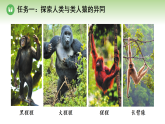 第七单元 第二章 第一节 人类起源于古猿（课件）2025-2026学年济南版八年级生物下册