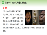 第七单元 第二章 第二节 早期人类逐渐演化成现代人（案例一）（课件）2025-2026学年济南版八年级生物下册