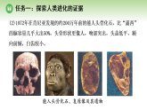 第七单元 第二章 第二节 早期人类逐渐演化成现代人（案例一）（课件）2025-2026学年济南版八年级生物下册