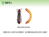 第八单元 第一章 第一节 生态因素影响生物的生活 第一课时 探究光对黄粉虫幼虫生活的影响（课件）济南版八年级生物下册