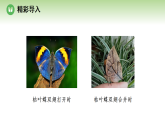 第八单元 第一章 第二节 生物能够适应和影响环境 第一课时 生物对环境具有适应性（案例一）（课件）济南版八年级生物下册