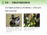 第八单元 第一章 第二节 生物能够适应和影响环境 第一课时 生物对环境具有适应性（案例一）（课件）济南版八年级生物下册