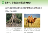 第八单元 第一章 第二节 生物能够适应和影响环境 第一课时 生物对环境具有适应性（案例一）（课件）济南版八年级生物下册