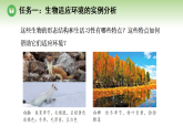 第八单元 第一章 第二节 生物能够适应和影响环境 第一课时 生物对环境具有适应性（案例一）（课件）济南版八年级生物下册