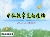 4认识常见的植物（课件）科学二年级下册（湘科版2024）