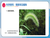 4认识常见的植物（课件）科学二年级下册（湘科版2024）