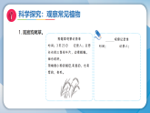 4认识常见的植物（课件）科学二年级下册（湘科版2024）