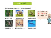 综合实践 动物有多重 课件 2025-2026学年三年级下册数学北师大版