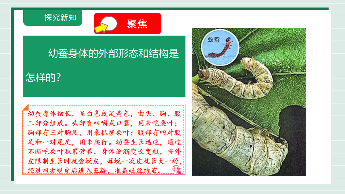 2.4《幼蚕在生长》教学课件第6页