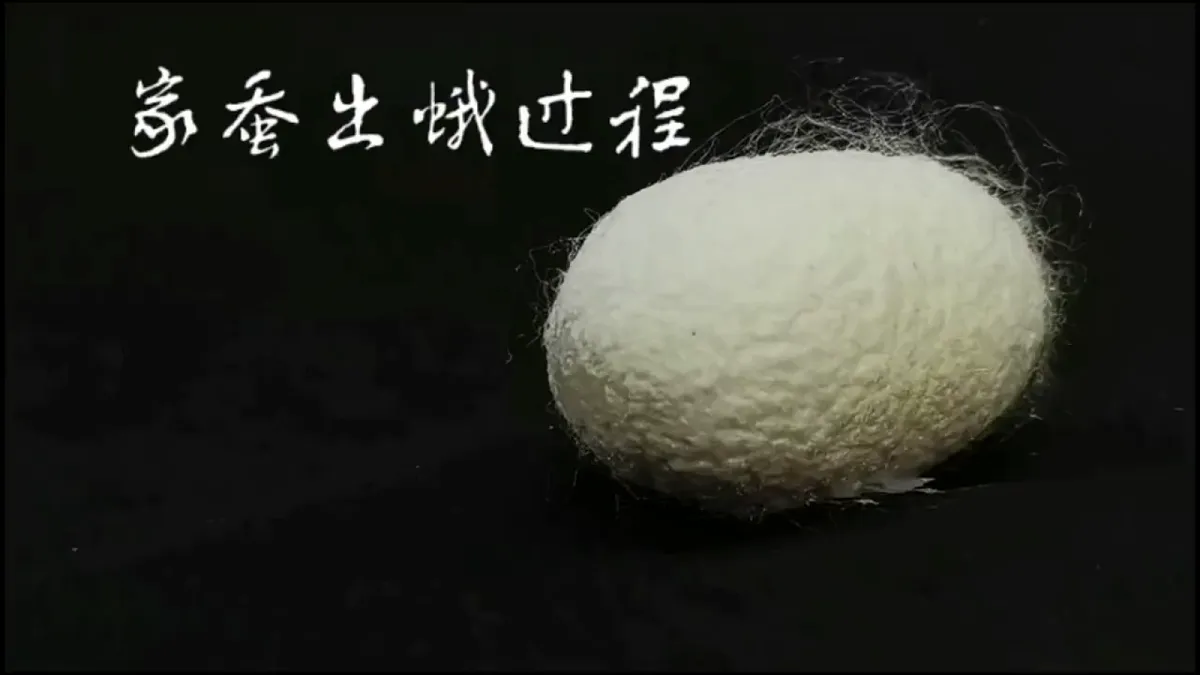 2.5《蚕变新模样》教学课件第3页