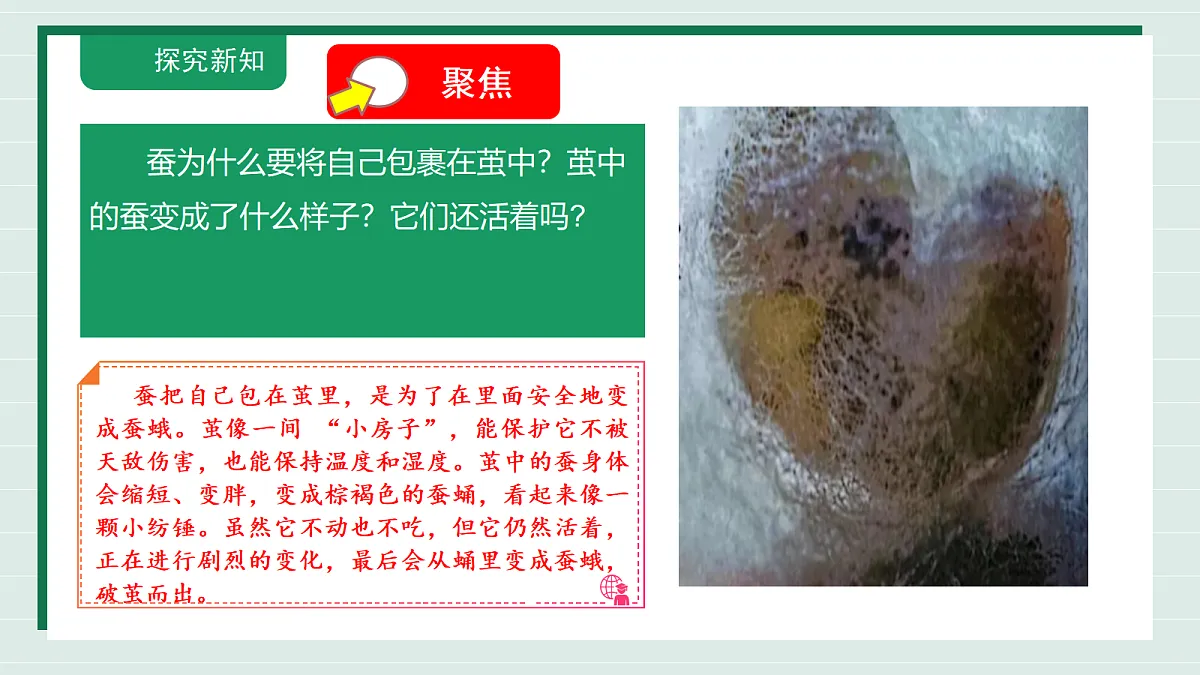 2.5《蚕变新模样》教学课件第6页