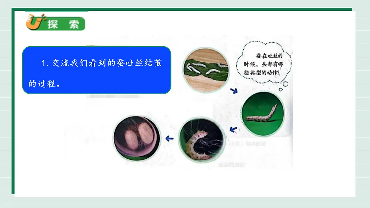 2.5《蚕变新模样》教学课件第8页