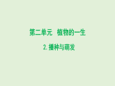 2026年春小学科学大象版（2024）三年级下册2.2播种与萌发PPT课件