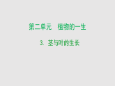 2026年春小学科学大象版（2024）三年级下册2.3茎与叶的生长PPT课件