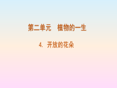 2026年春小学科学大象版（2024）三年级下册2.4开放的花朵PPT课件