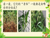 7 植物的”身体“ 课件 2025-2026学年科学三年级下册湘科版