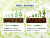 苏教版小学科学三年级下册06幼苗长大了课件