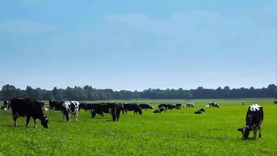 19《牧场之国》第4页