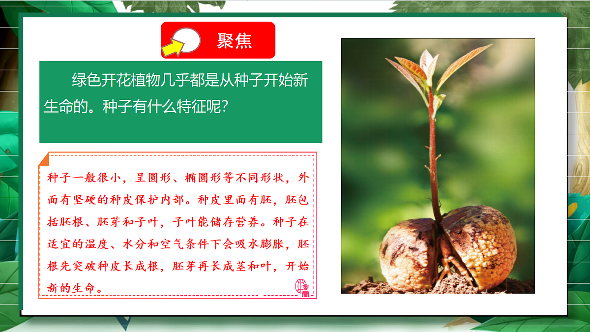 1.1《种子里孕育着新生命》教学课件第7页