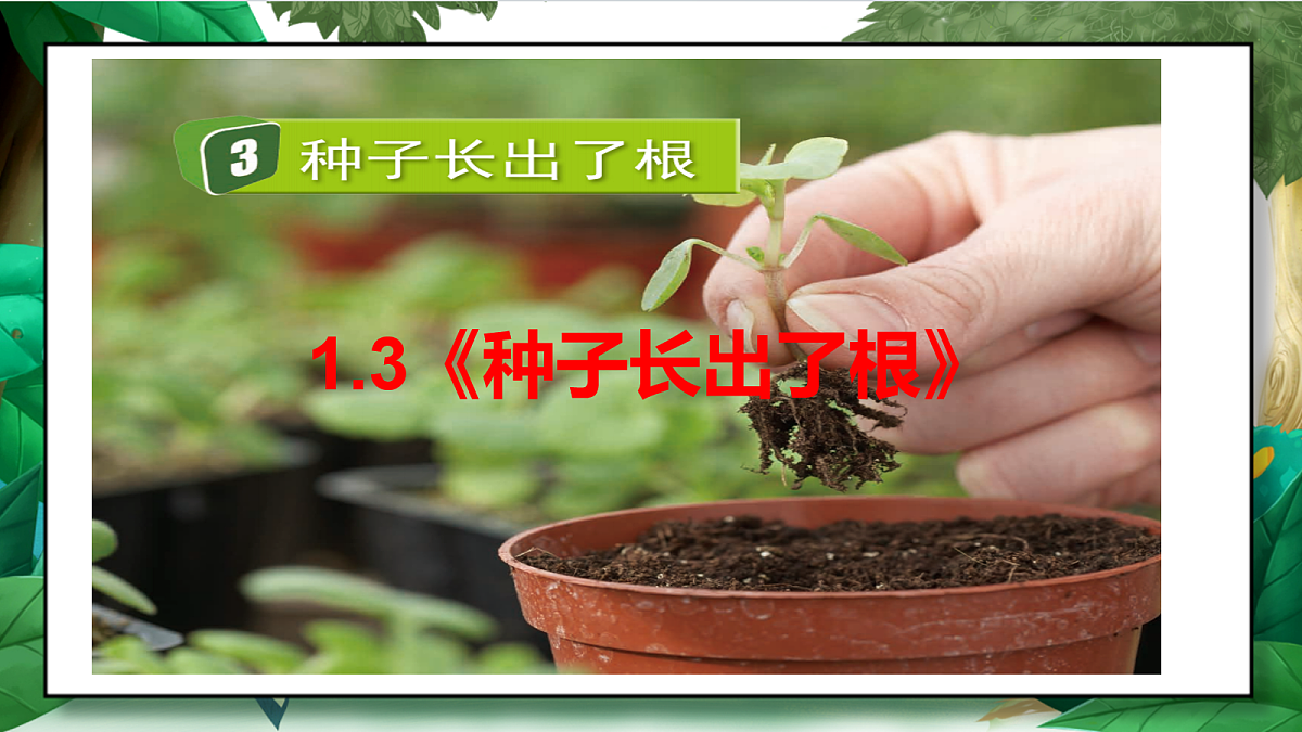 1.3《种子长出了根》教学课件第2页
