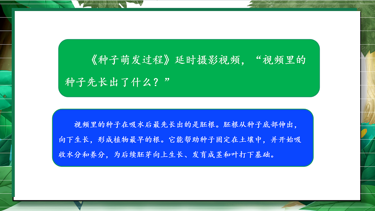 1.3《种子长出了根》教学课件第4页