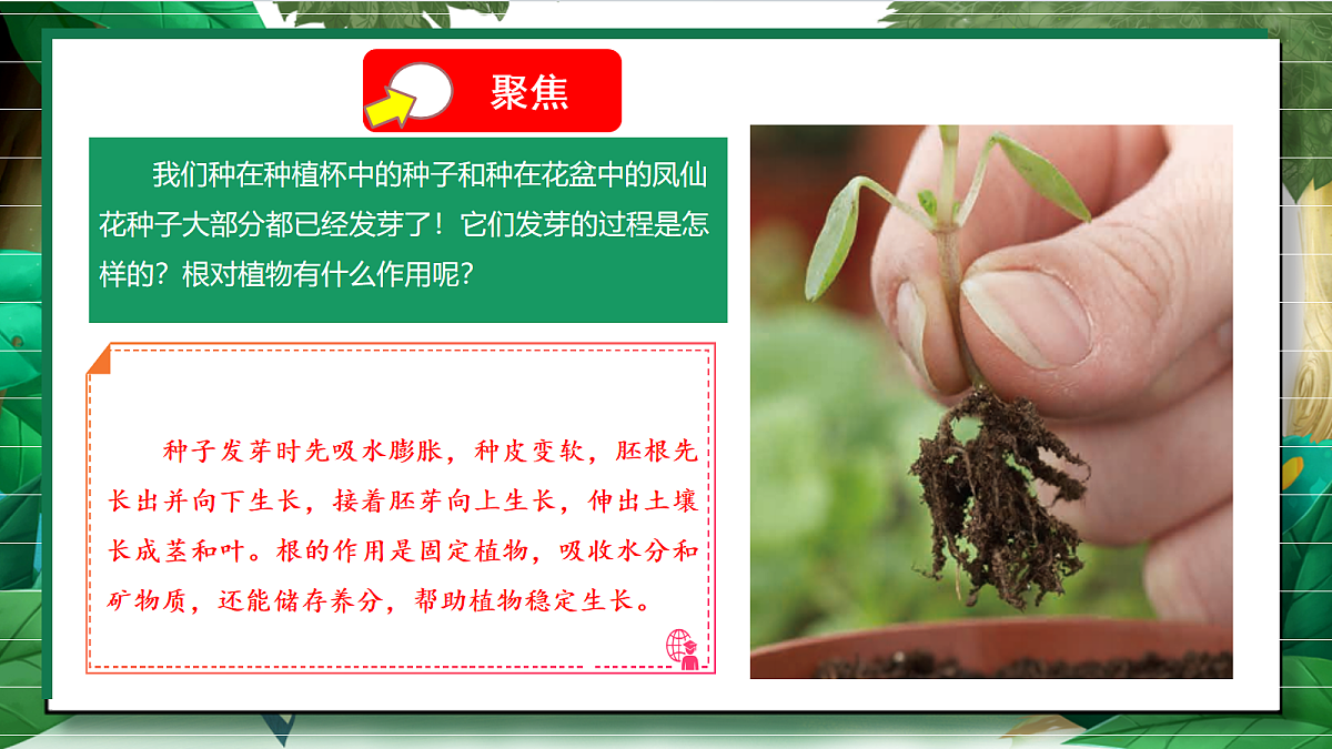 1.3《种子长出了根》教学课件第5页